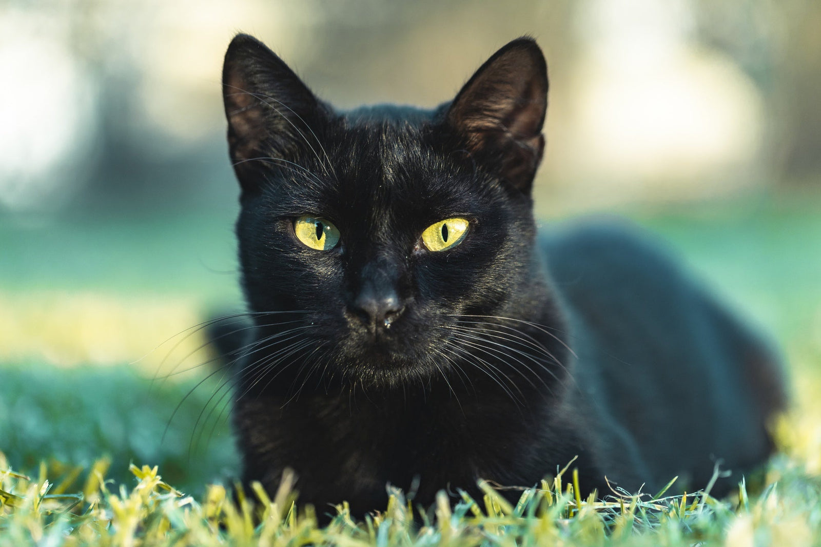 El Gato Bombay: La Pequeña Pantera que Ilumina Tu Gorra Mosh
