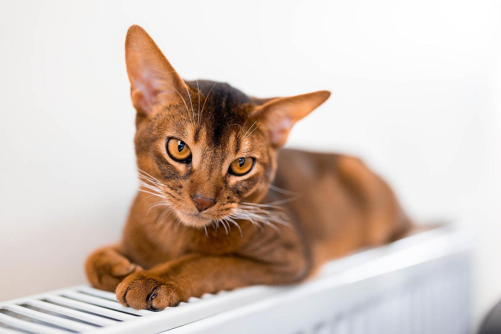 El Gato Somalí: La Chispa de la Alegría y el Alma Aventurera en Tu Gorra Mosh