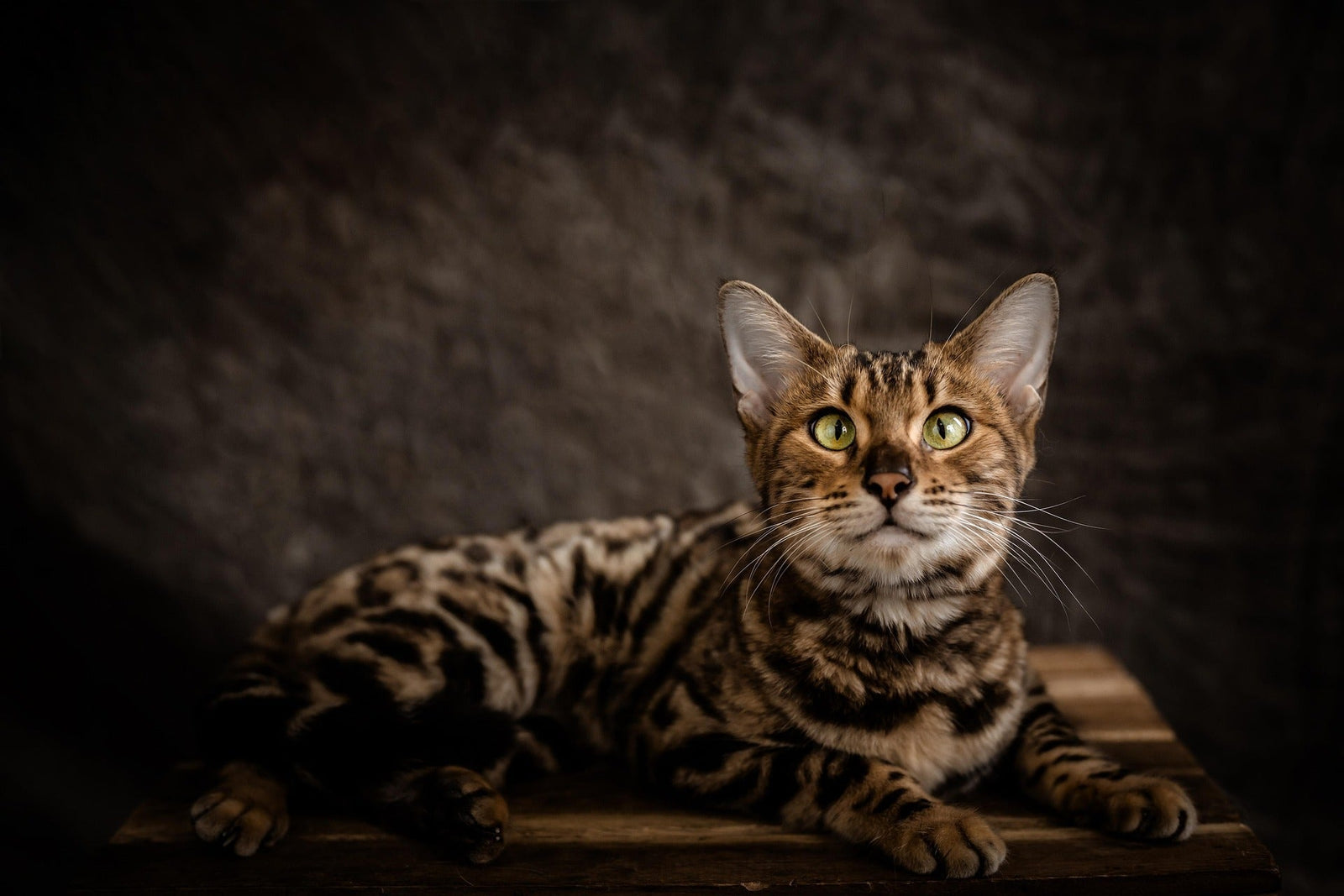 El Gato de Bengala: La Jungla en Tu Corazón y en Tu Gorra Mosh