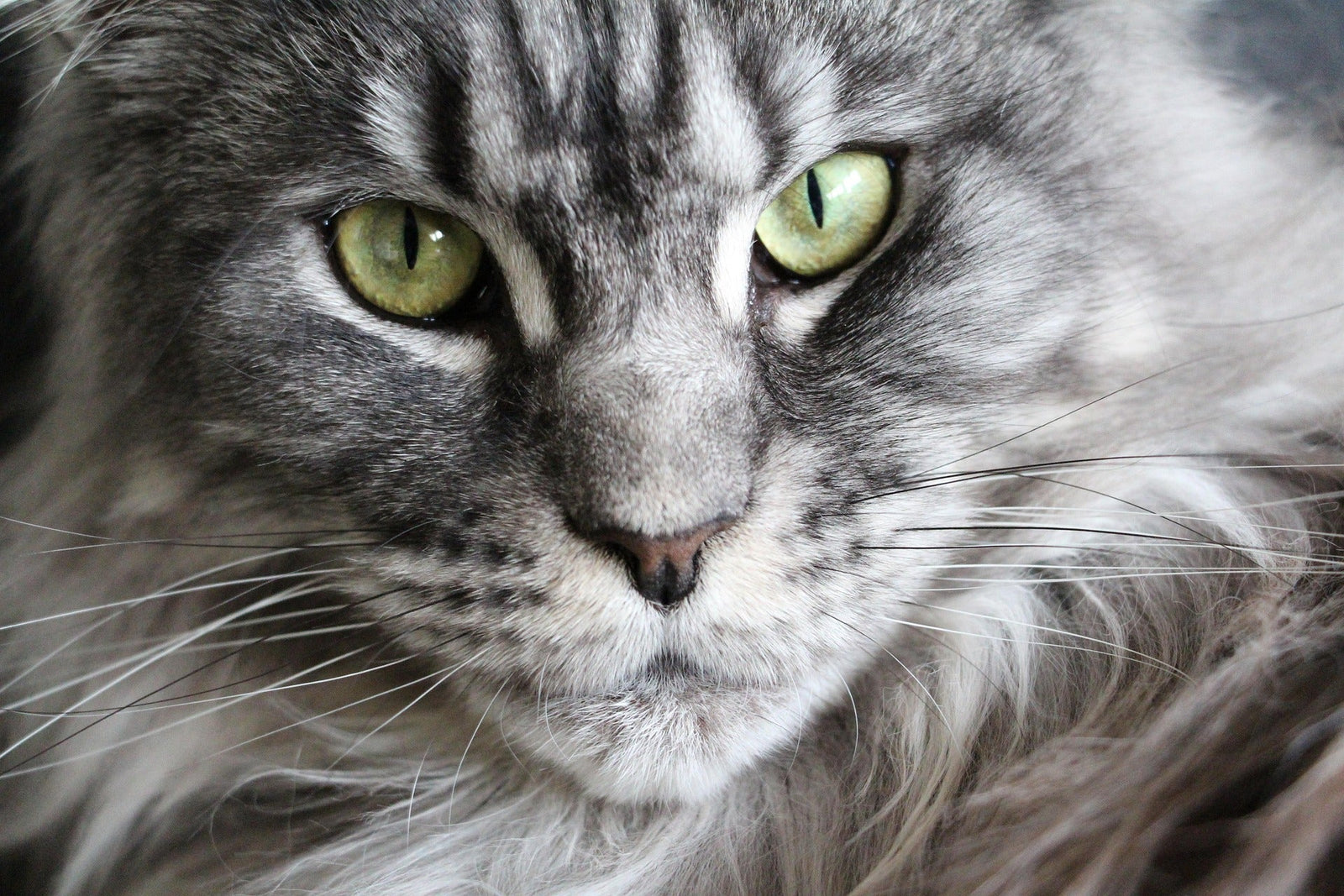 El Gato Maine Coon: La Grandeza Gentil y la Sabiduría Serena en Tu Gorra Mosh