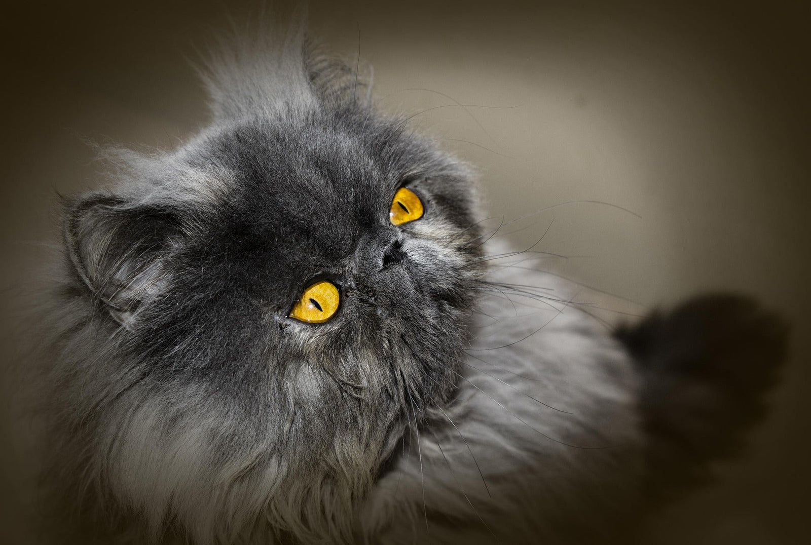 El Gato Persa: La Majestuosidad Serena y la Paz Interior en Tu Gorra Mosh