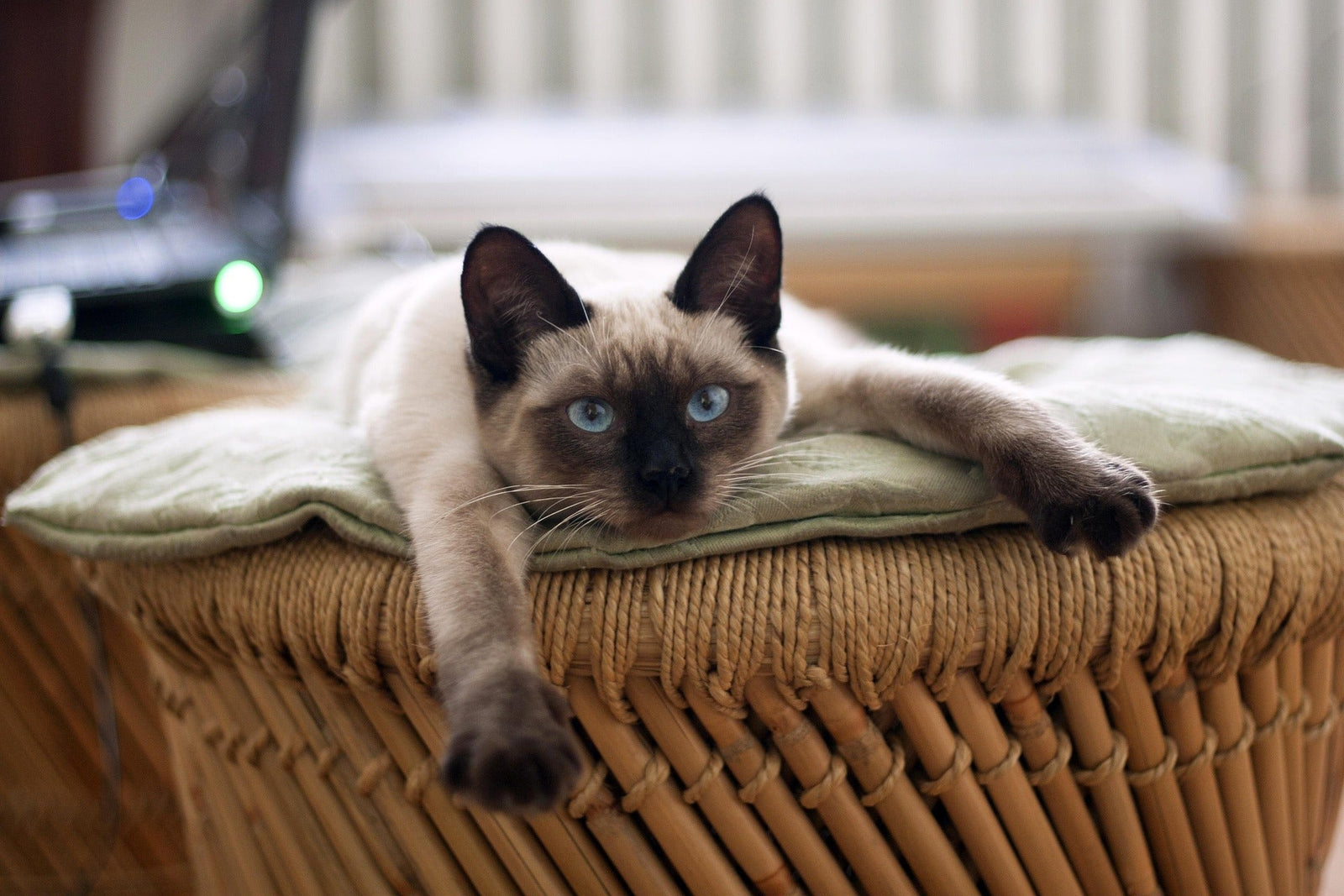 El Gato Siamés: La Voz del Alma y la Conexión Inquebrantable en Tu Gorra Mosh
