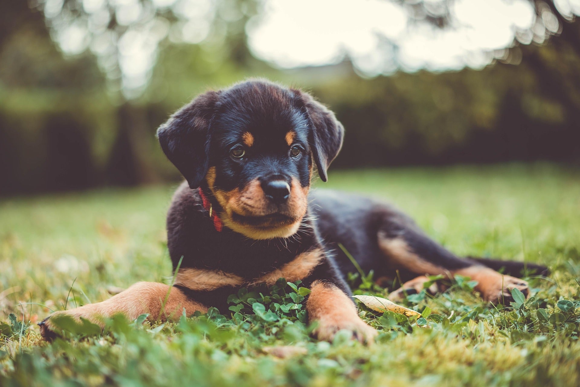 El Rottweiler: Confianza y Fuerza para Tu Gorra Mosh